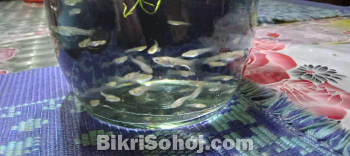 Aquarium fish,  Guppy fry, mix breed